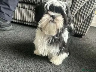 Shih Tzu dogs Shihzu - Advert 3