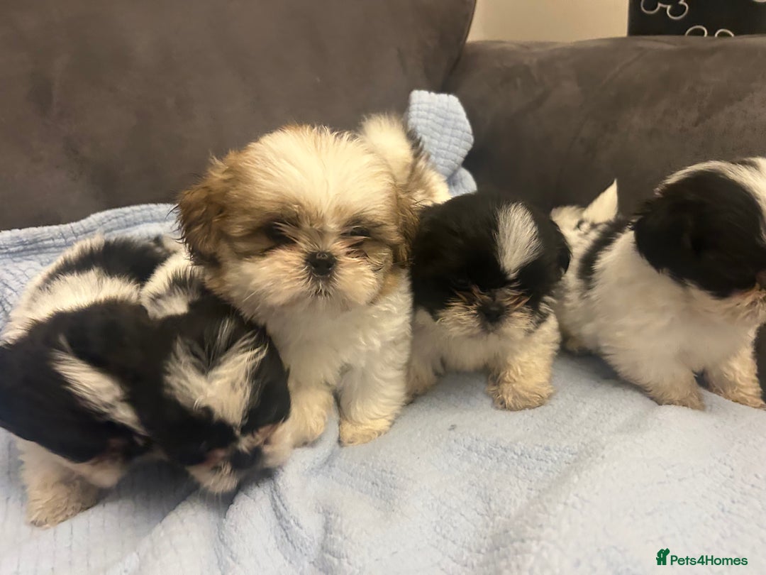 Shih Tzu dogs for sale: Shih tzu pups for sale  - Image 14