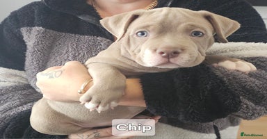 American Bully dogs - Advert 16