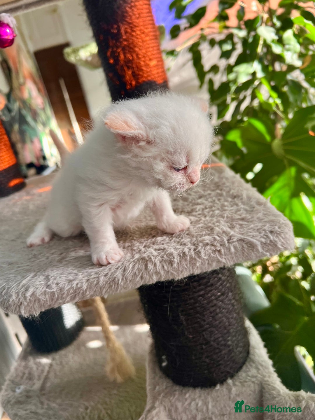 Selkirk Rex cats for sale: Stunning Selkirk rex kittens - Advert 30