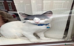 British Shorthair cats for sale:  cat FOR FREE - Image 4