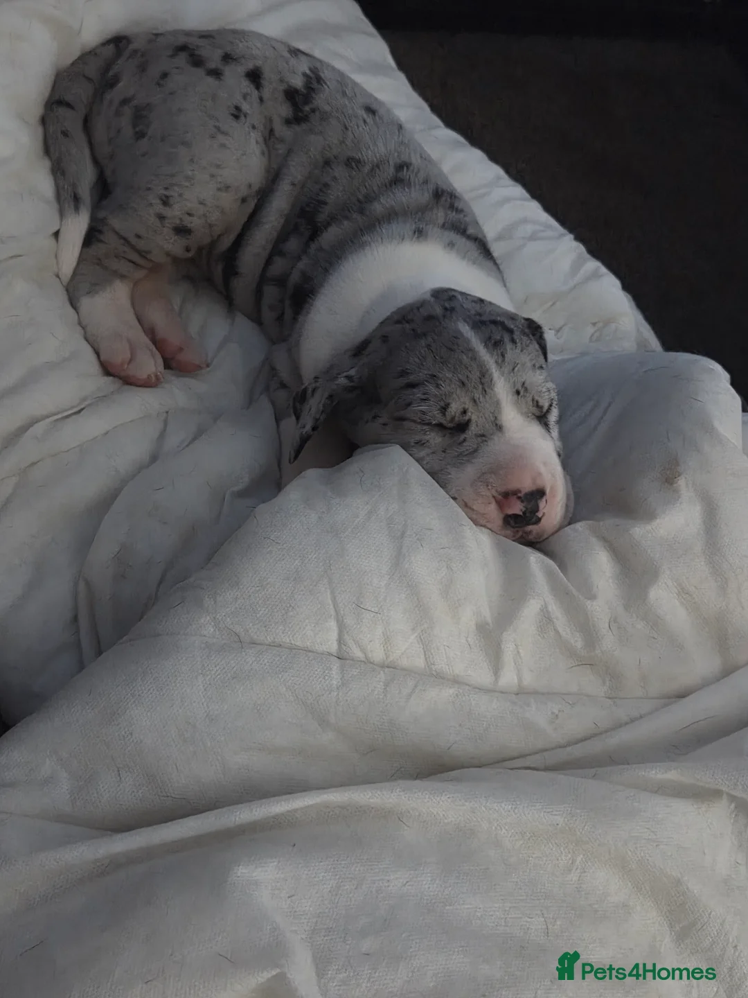 Great Dane dogs for sale: Greatdane puppies forsale - Advert 12