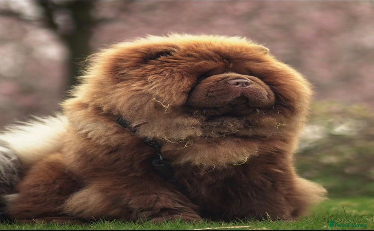 Chow Chow dogs - Advert 2