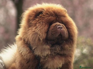 Chow Chow dogs - Advert 12