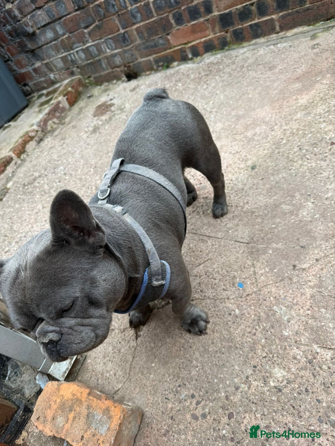 French Bulldog dogs for sale: Adorable French Bulldog Puppies - Image 9