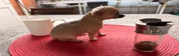 Chihuahua dogs for sale: For sale  in London - Advert 8