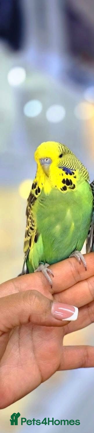 Budgerigars birds Budgies - Advert 1