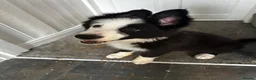 Mixed Breed dogs for sale: Shollie pups (German shepherd & Border collie) in Castleford - Advert 5