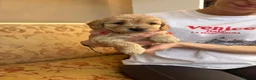 Sproodle dogs for sale: Sproodle puppies  - Advert 9