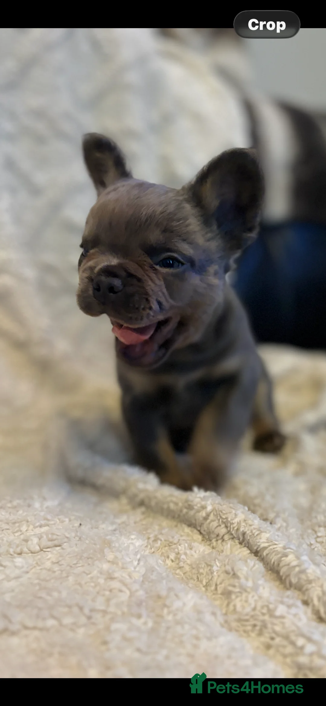 French Bulldog dogs for sale: Male fluffy frenchie - Advert 16