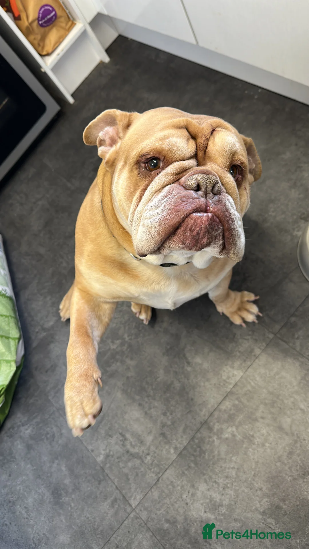 English Bulldog dogs for sale: Mini bull - Advert 1