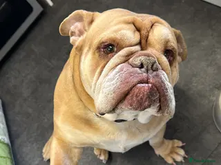 English Bulldog dogs Mini bull - Advert 5