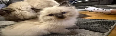 Ragdoll 3