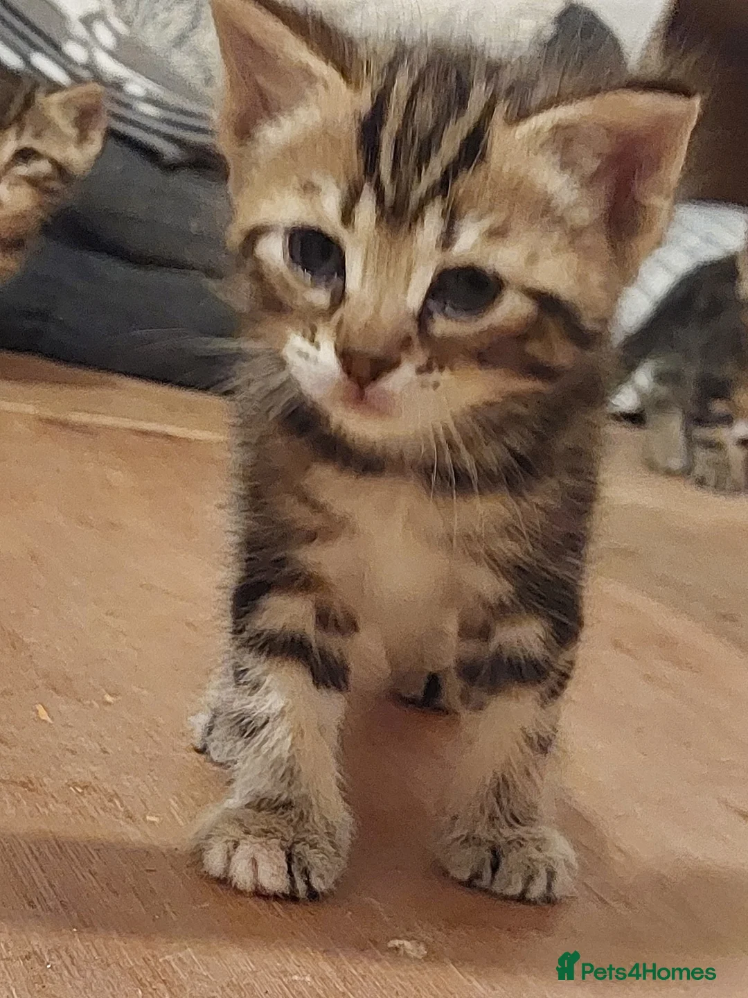 Mixed Breed cats for sale: One little boy left - Advert 2