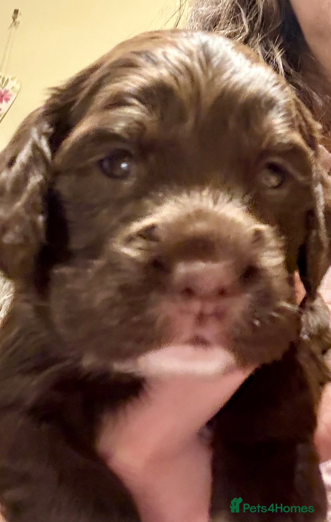Cocker Spaniel dogs for sale: Gorgeous Cocker Spaniel Puppies - Advert 6