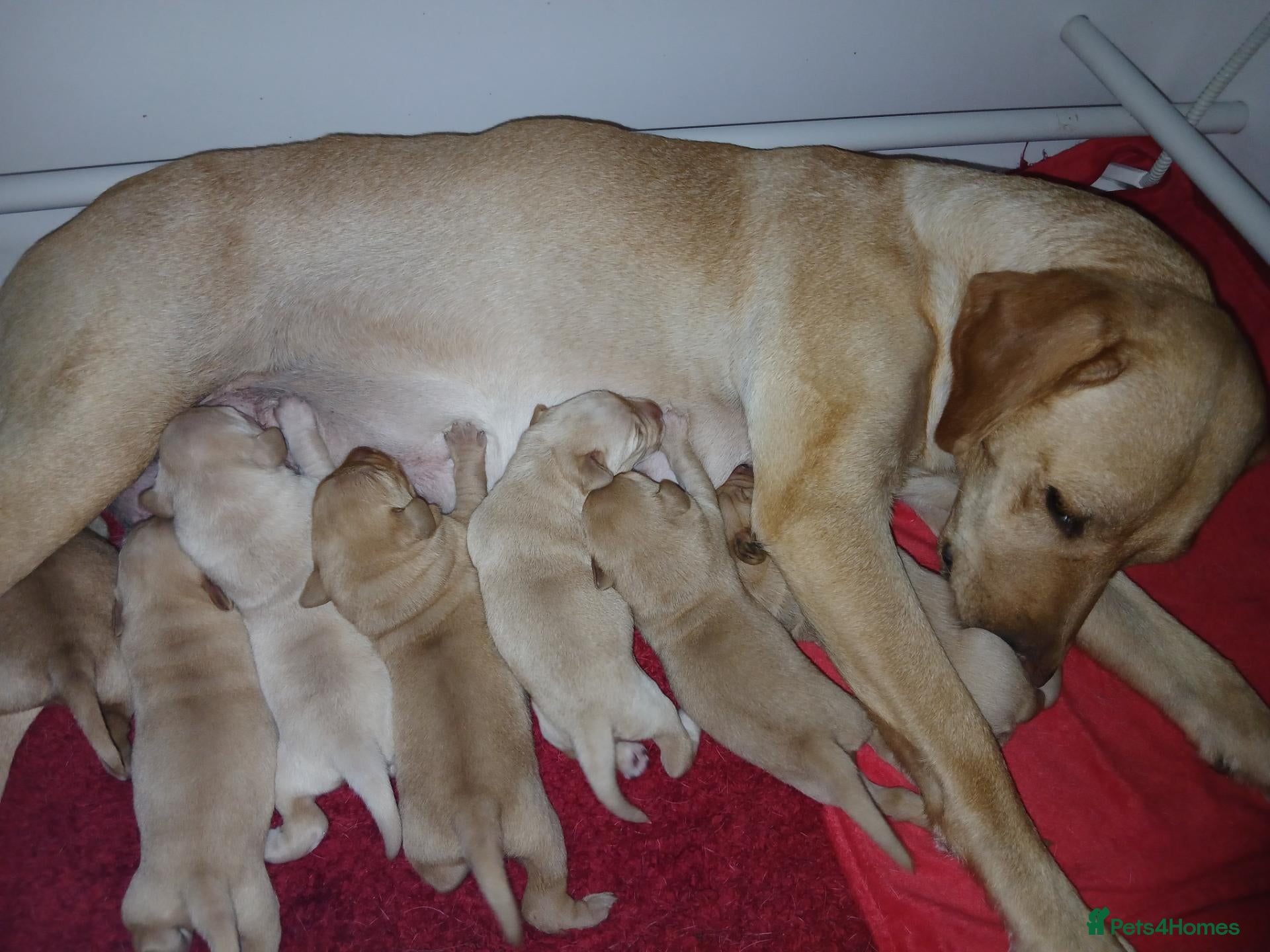 Labrador Retriever dogs Top Quality KC registered Labrador pups - Advert 2