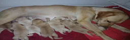 Labrador Retriever dogs for sale: Top Quality KC registered Labrador pups - Advert 2