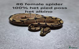 Python Snake reptiles for sale: Hatchling royal pythons  - Image 8