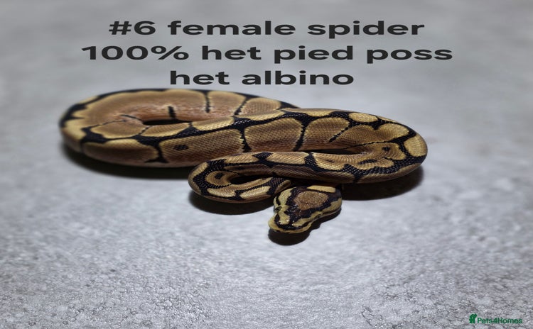 Python Snake reptiles Hatchling royal pythons  - Advert 6