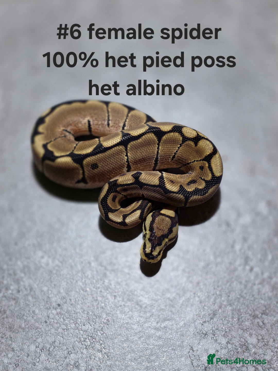 Python Snake reptiles for sale: Hatchling royal pythons  - Image 8