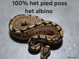 Python Snake reptiles Hatchling royal pythons - Advert 6