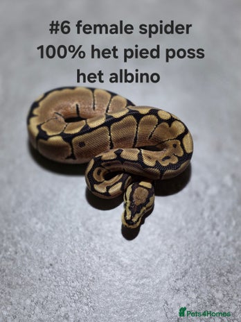 Python Snake reptiles Hatchling royal pythons - Advert 6