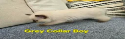Ragdoll cats for sale: Beautiful ragdolls - Advert 37