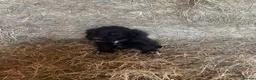 Cocker Spaniel dogs for sale: KC registered working cocker spaniel pups - Advert 13