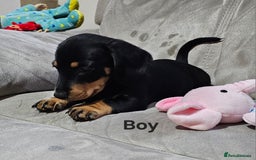 Miniature Dachshund dogs for sale: Ready boy or girl Black and tan smooth Dachshund's - Image 17
