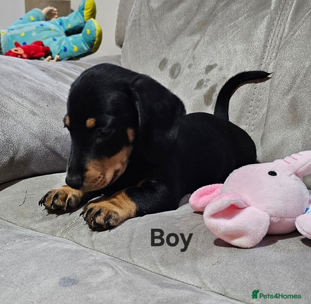 Miniature Dachshund dogs for sale: Ready boy or girl Black and tan smooth Dachshund's - Image 17