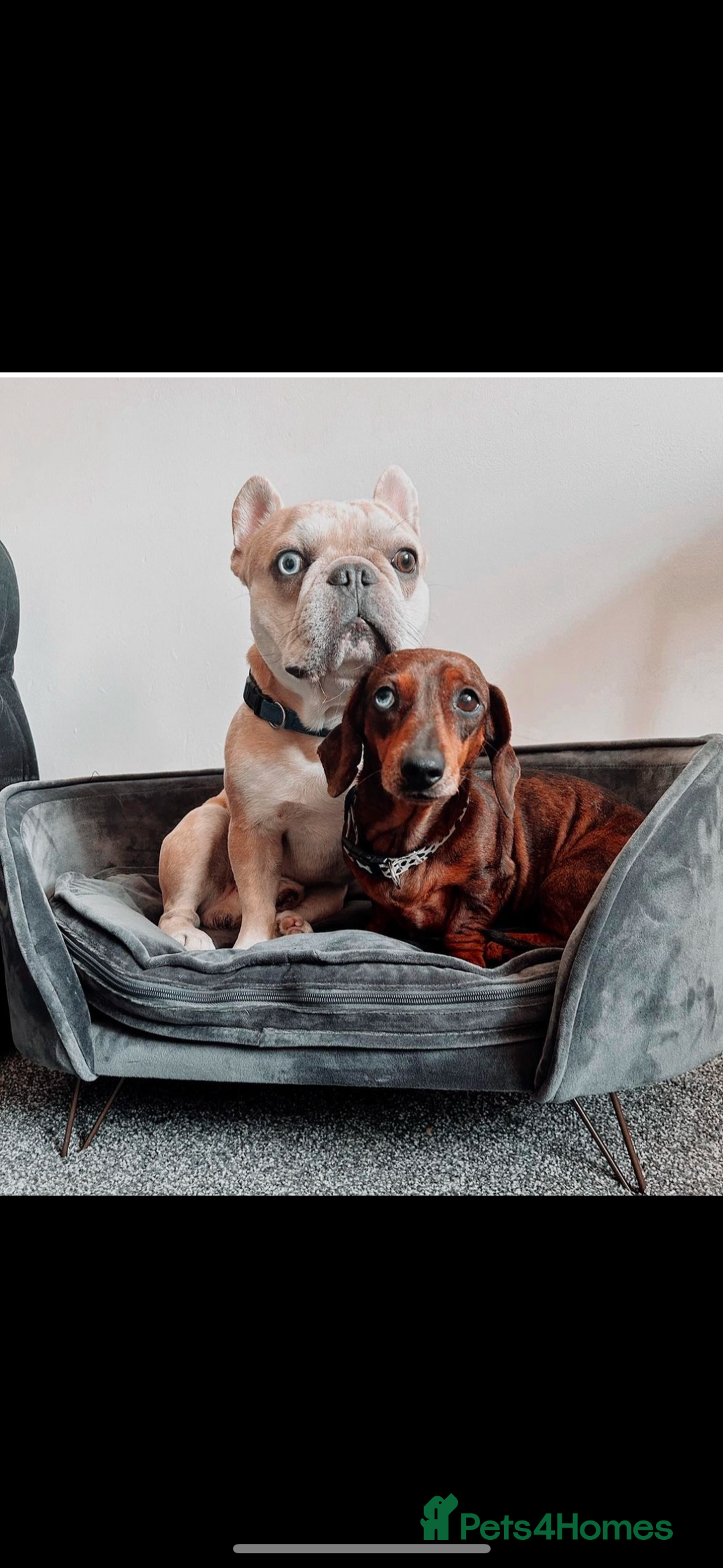 French Bulldog dogs for stud: French Bulldog for stud - Advert 2