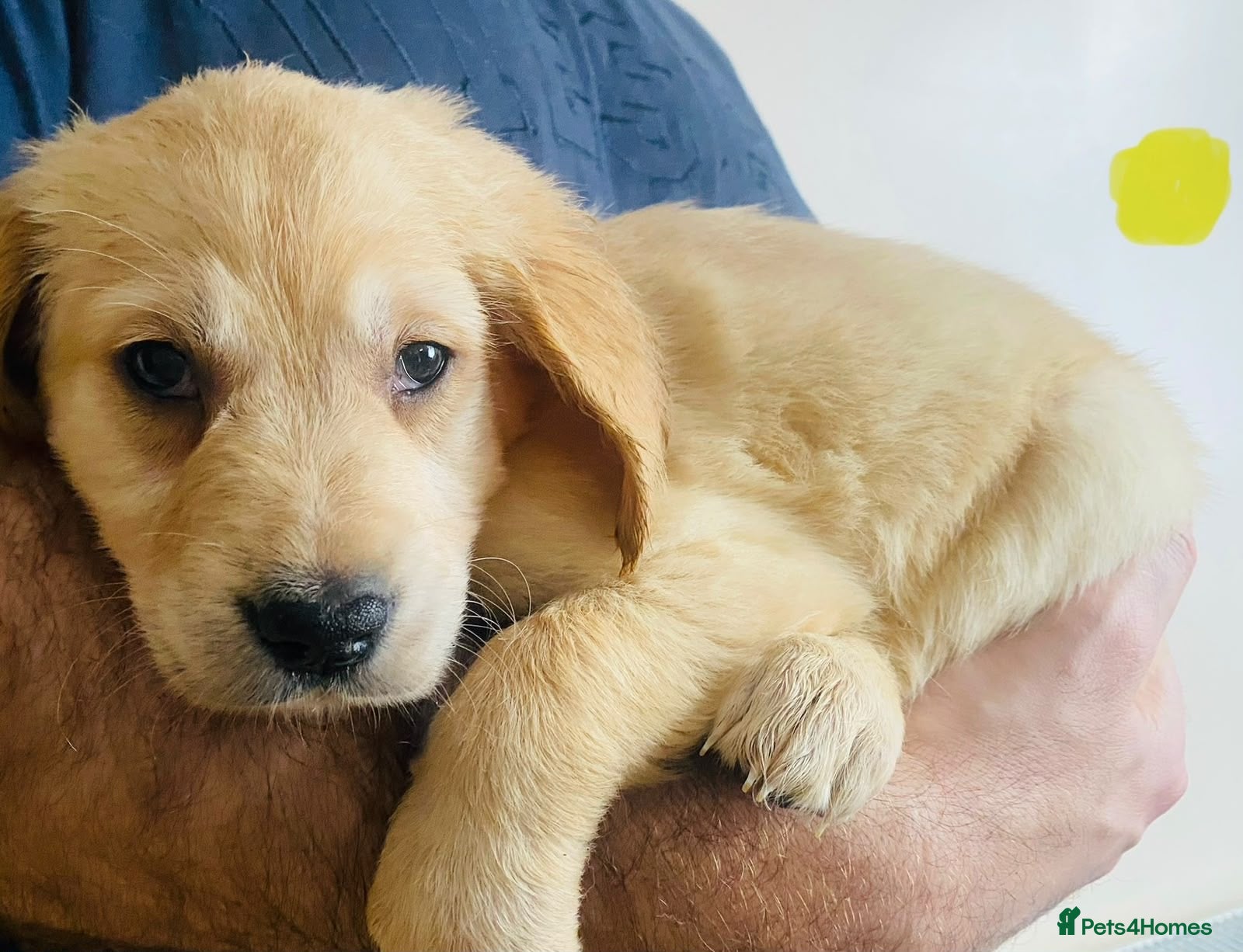 Golden Retriever dogs Golden retriever KC puppies (7)  - Advert 2