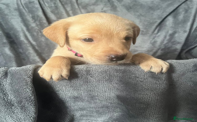 Labrador Retriever dogs - Advert 3