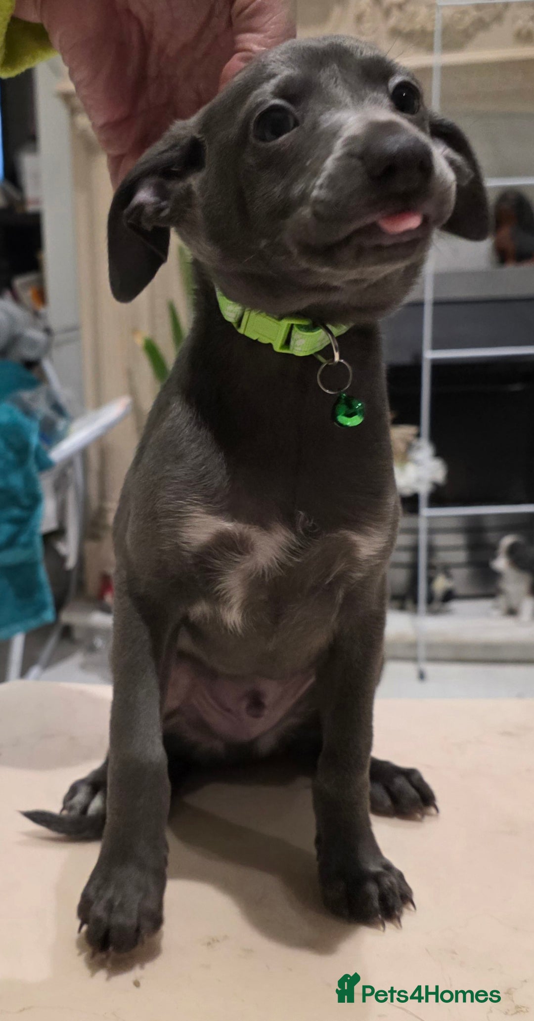 Italian Greyhound dogs for sale: KC reg quality blue boys looking for living homes - Advert 6