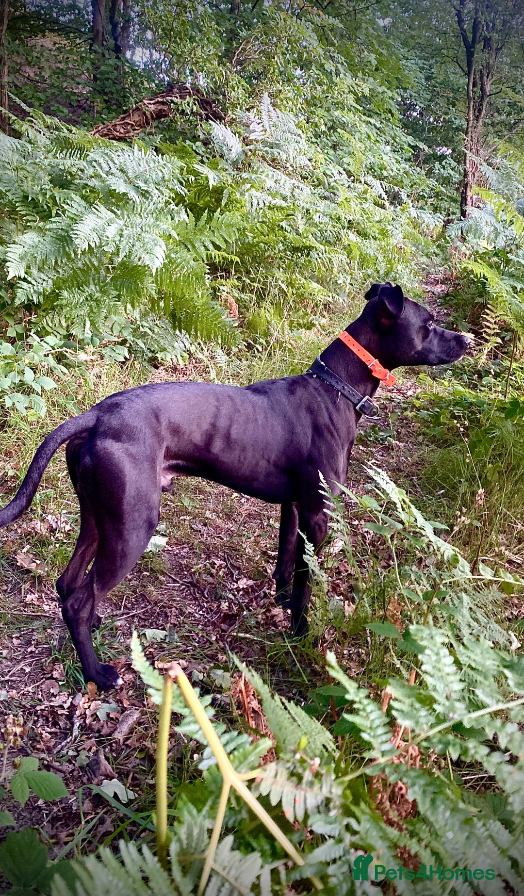 Lurcher dogs for sale: Fantastic bred lurcher puppies. Bull x - Advert 17