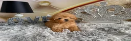 Maltipoo dogs for sale: Maltipoo Boy – Free to a Special Loving Home - Advert 6