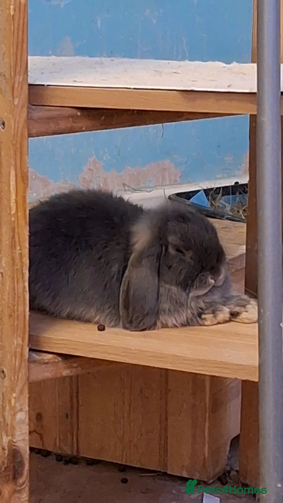 Mini Lop rabbits for sale: 4 beautiful mini lops, 2 boys 2 girls - Advert 1