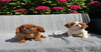 Cavalier King Charles Spaniel dogs - Advert 6