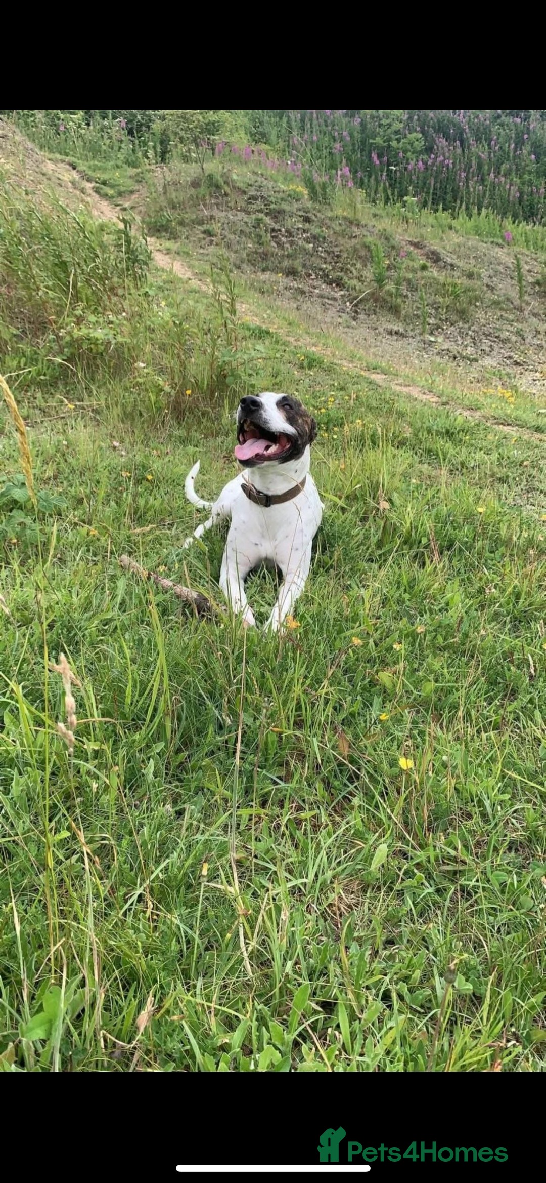 Mixed Breed dogs for sale: staffy cross lurcher - Image 1