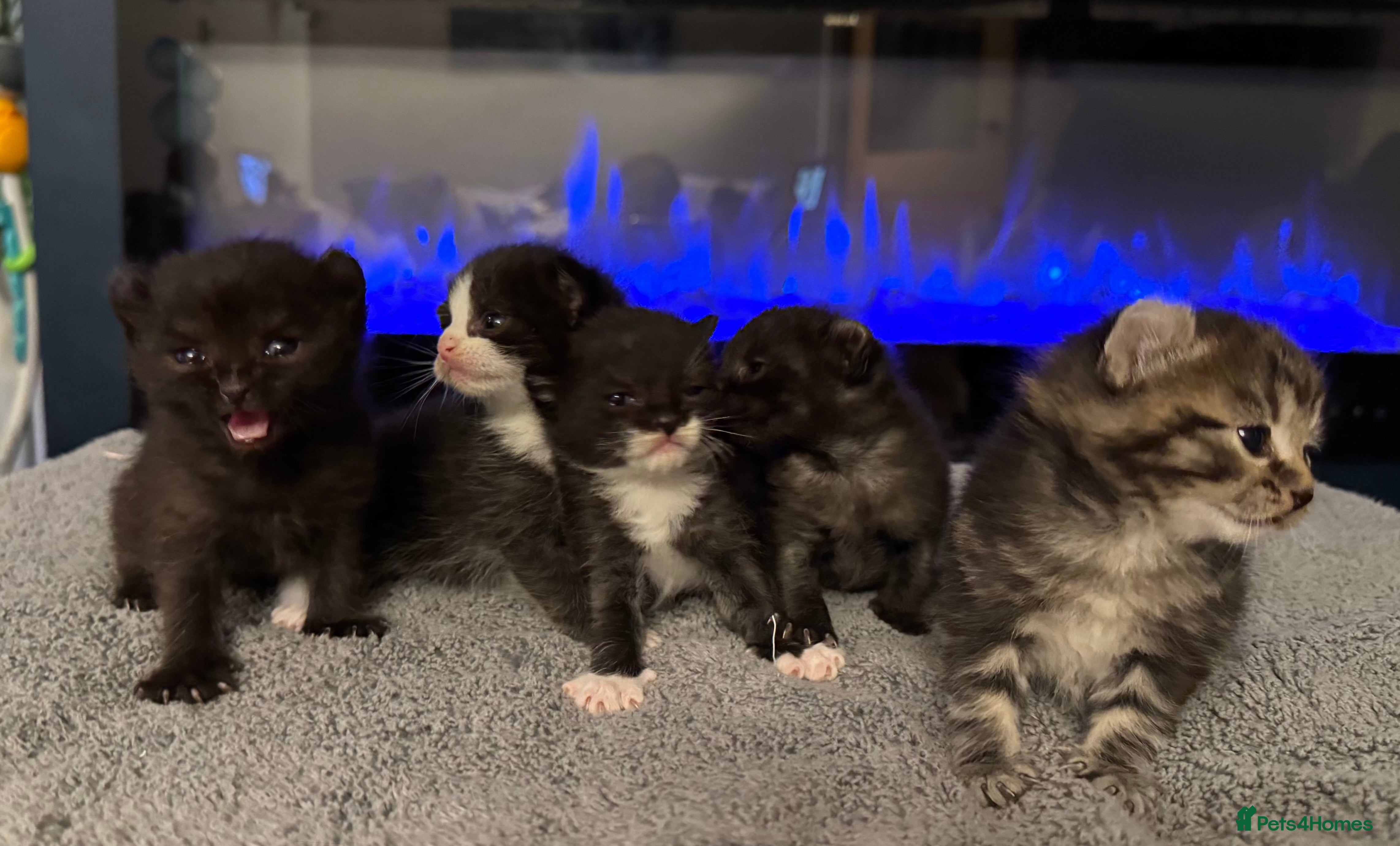 Mixed Breed cats Sphynx cross kittens x5 - Advert 20