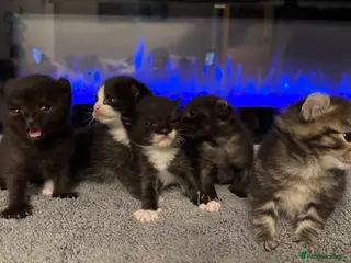 Mixed Breed cats Sphynx cross kittens x5 - Advert 20