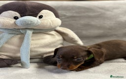 Miniature Dachshund dogs for sale: Miniature dachshund  - Image 4