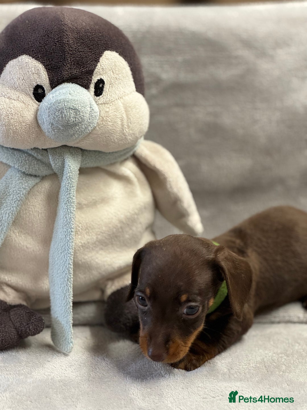 Miniature Dachshund dogs for sale: Miniature dachshund  - Image 4