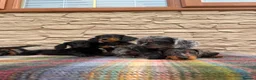 Doxiepoo dogs for sale: Beautiful doxiepoos (council licensed breeder) - Advert 13