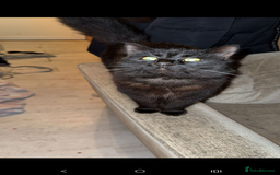 British Longhair cats for sale: Cats  - Advert 5