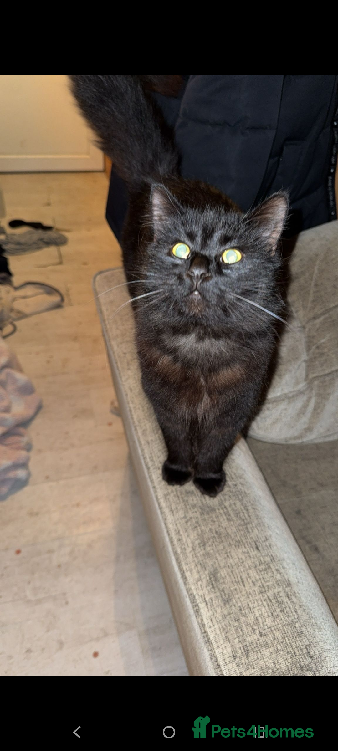 British Longhair cats for sale: Cats  - Advert 5