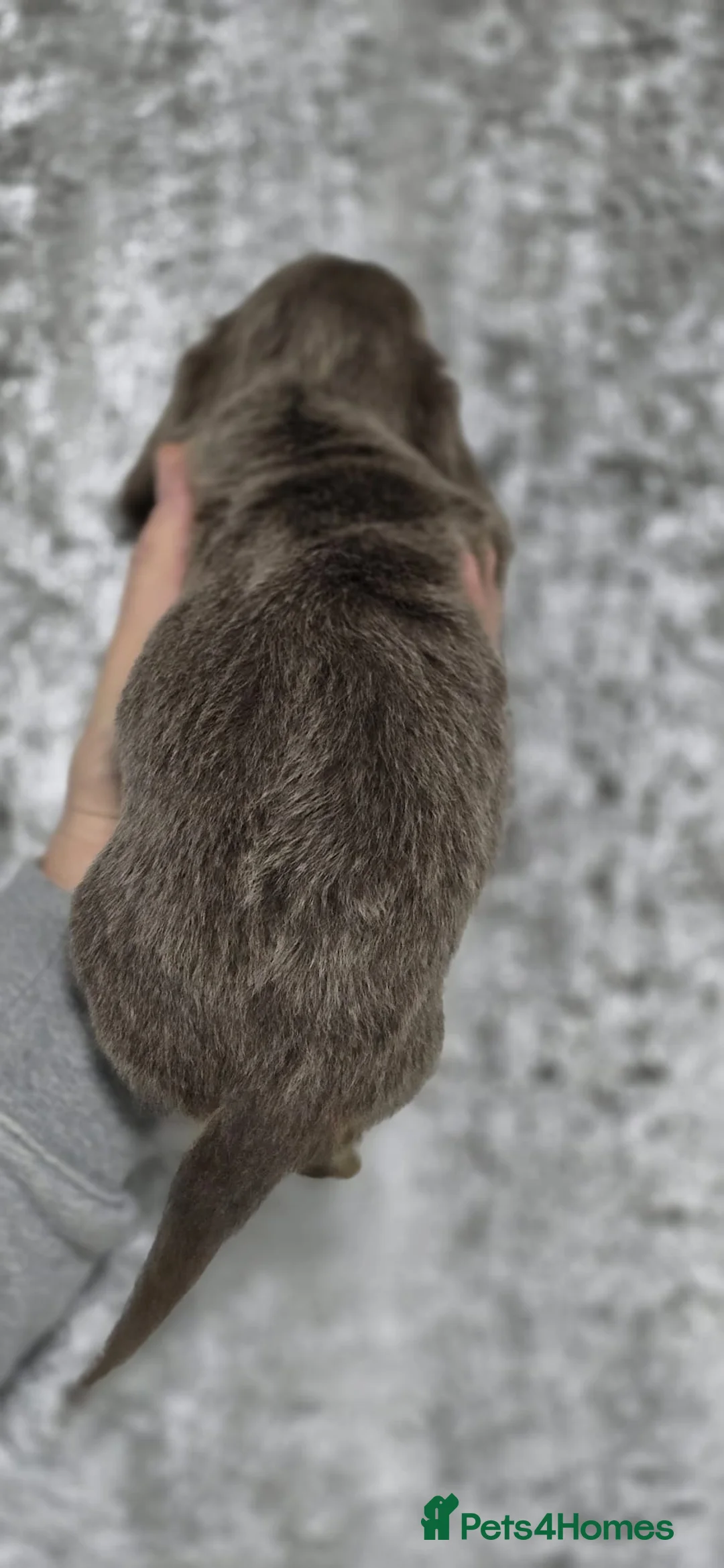 Dachshund dogs for sale: Beautiful miniature Dachshund puppies - Advert 7