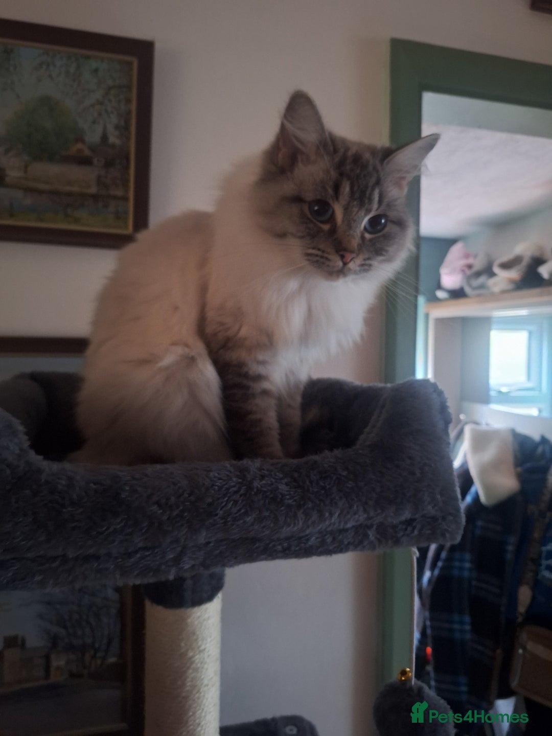 Ragdoll cats for sale: Remarkable Lynx female Ragdoll - Advert 4