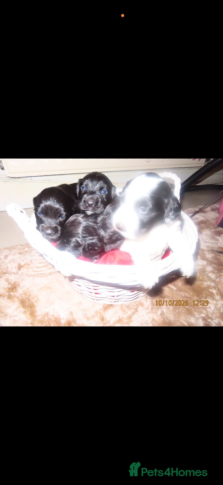 Cocker Spaniel dogs Cocker spaniel pups  - Advert 1