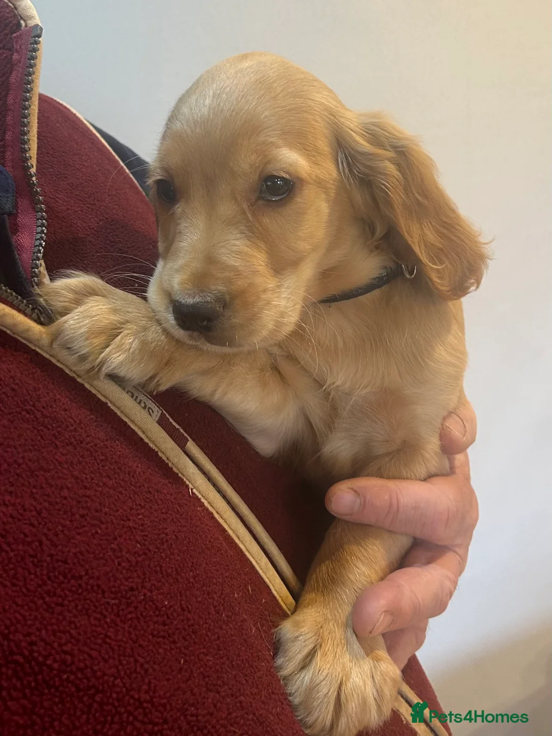 Cocker Spaniel dogs for sale: Golden Working Cocker Spaniel litter - Advert 8